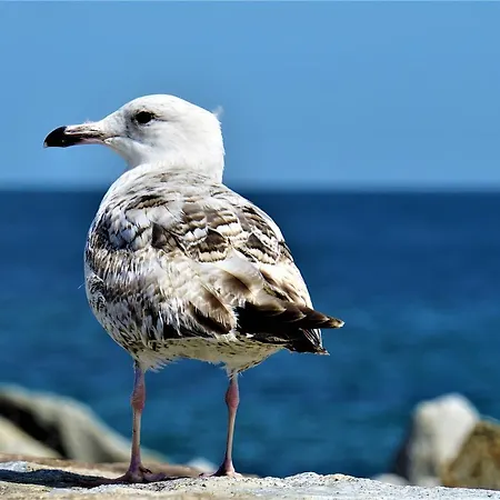 Gaestehaus Am Fischerweg Seerose *