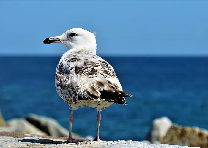 Gaestehaus Am Fischerweg Seerose *